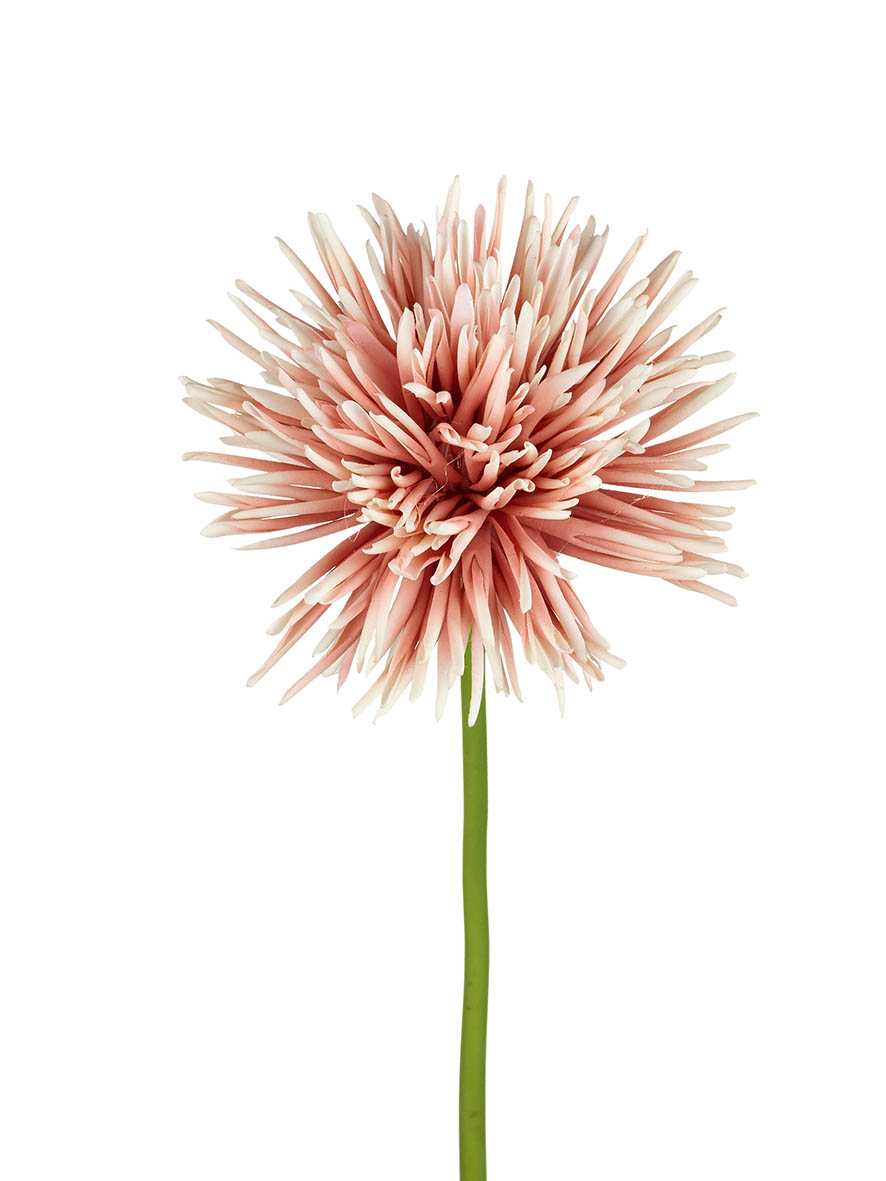 CHRYSANTHEMUM STEM H670MM BLUSH