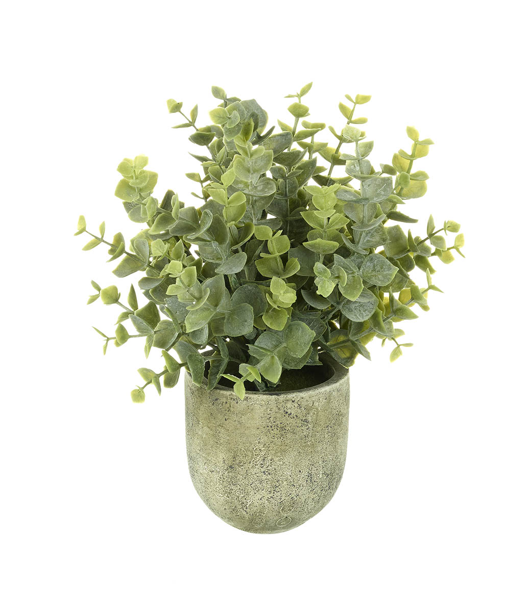 EUCALYPTUS POTTED H160X200MM GREEN