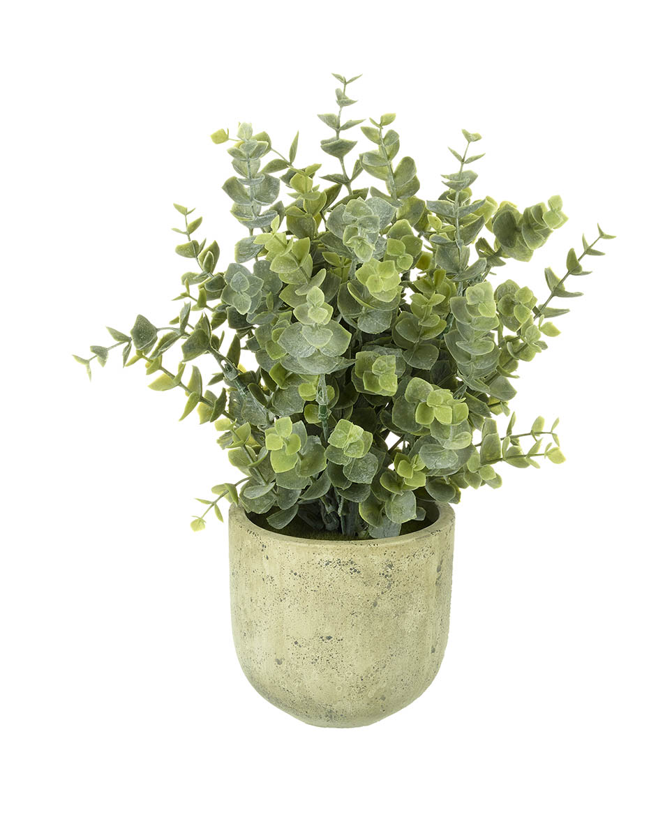 EUCALYPTUS POTTED H260X250MM GREEN