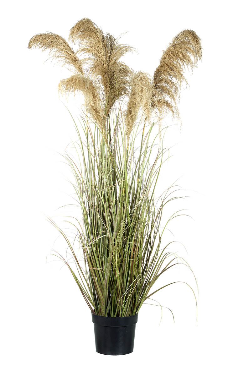 POTTED GRASS W/7 REEDS BRN/GRN H1550MM