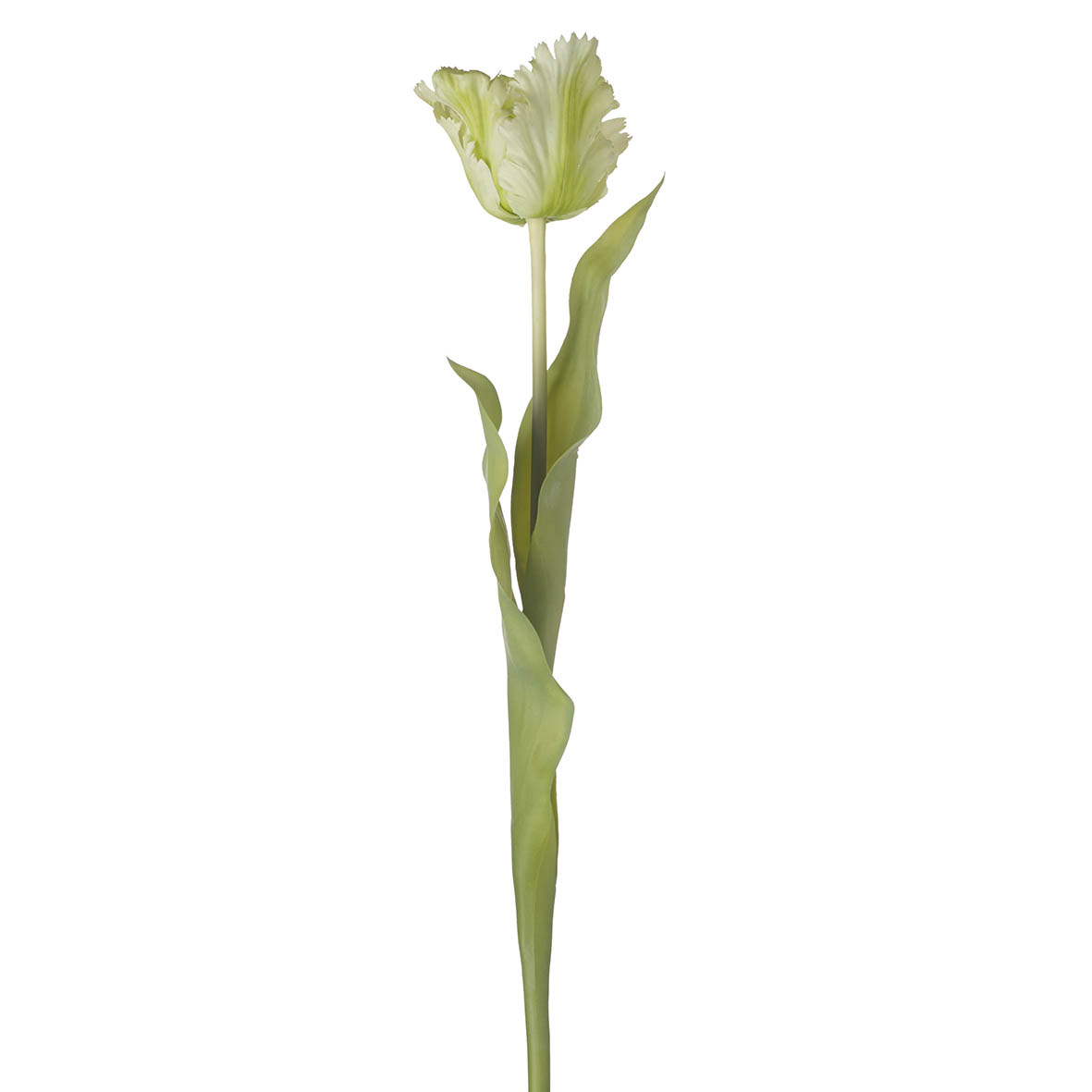 Flower stem 15x7x60 cm PARROT TULIP green/white