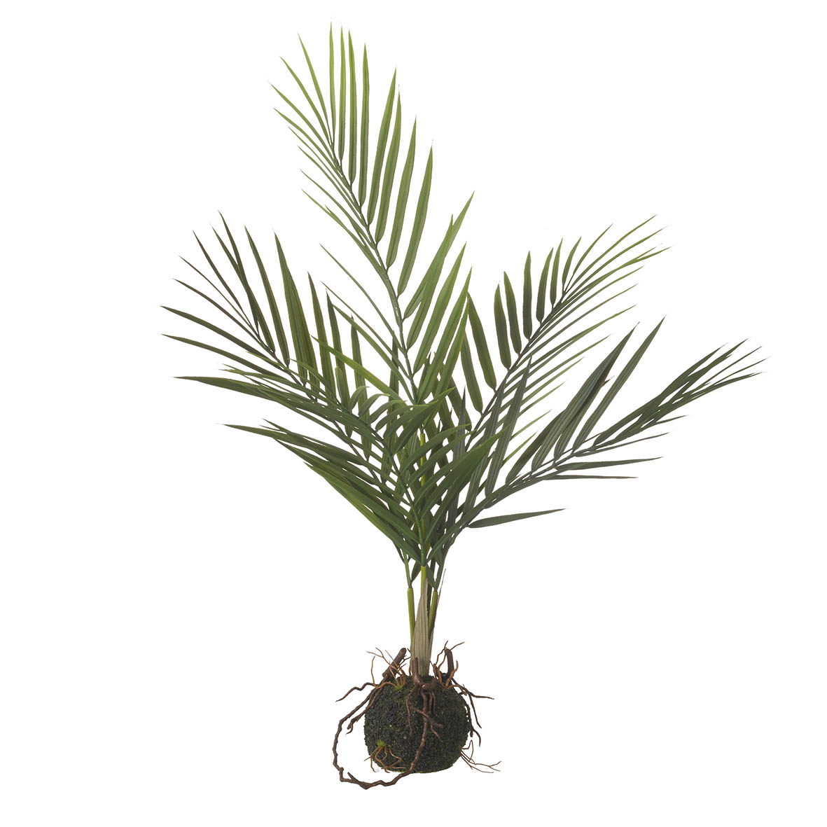 Plant in soil 40x30x71 cm ARECA PALM green