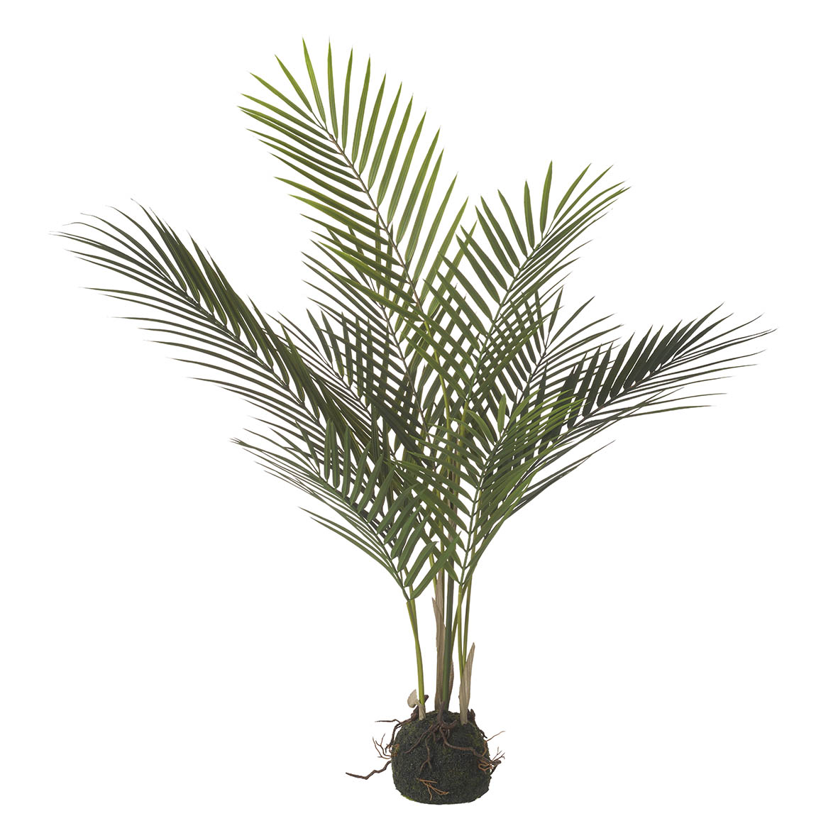 Plant in soil 50x50x71 cm ARECA PALM green
