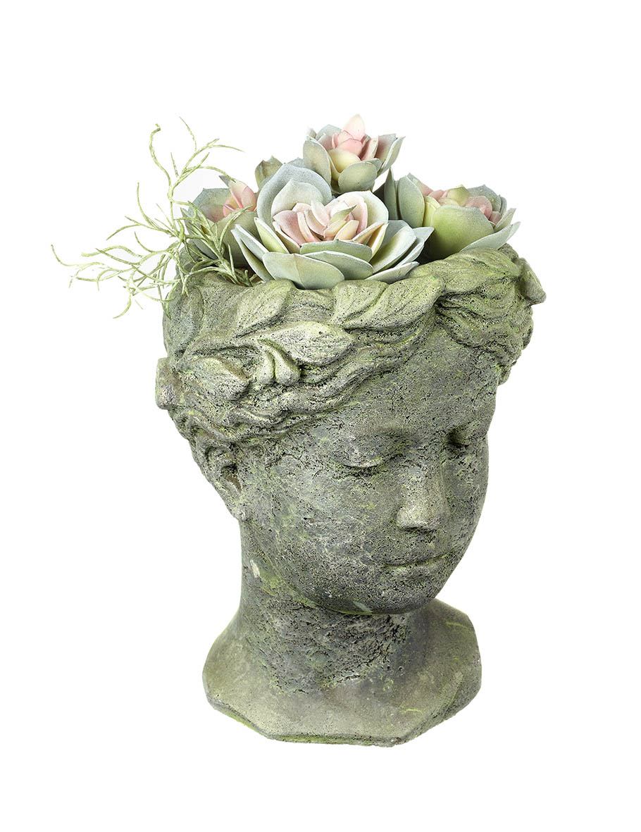 POTTED ECHEVERIA CROWN BLUSH/GRN H255MM