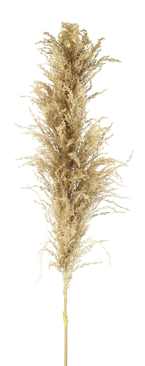 PAMPAS GRASS NAT H1200MM NATURAL