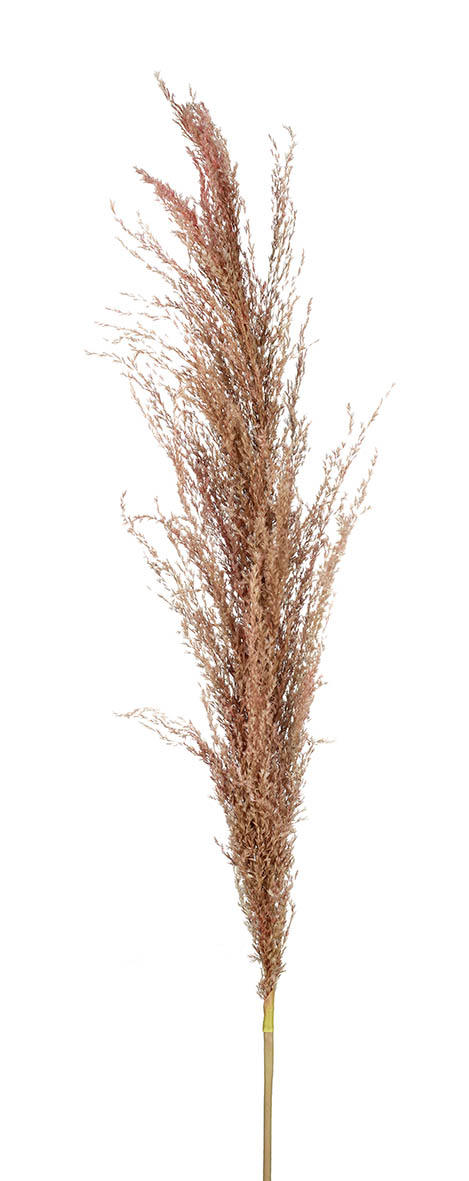 PAMPAS GRASS RUSSET H1200MM NATURAL