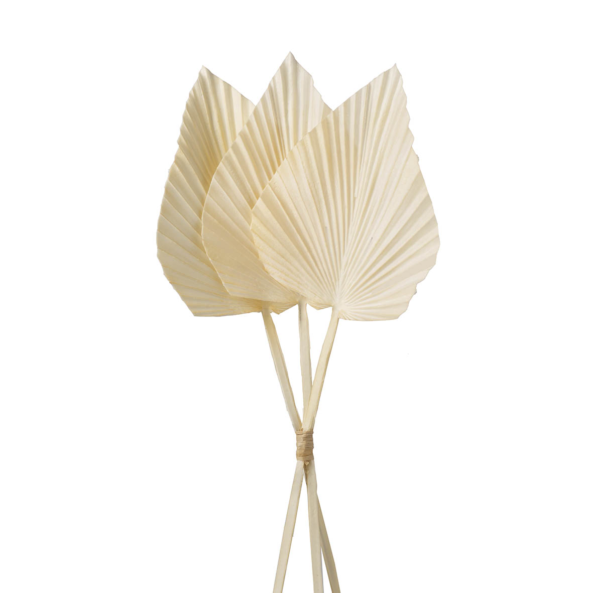 Ornament bundle 20x10x58 cm PALM LEAVES dusky cream